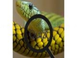 Play Wildlife animal trivia:test your knowledge!