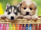 Play 4gameground - puppy coloring