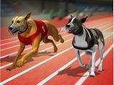 Play Racing dog simulator : crazy dog racing games