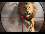 Play Wild life hunting