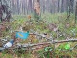 Play Bernati forest adventure now