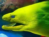 Play Underwater world jigsaw now