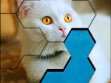 Play Blocks hexa jigsaw puzzle™ now