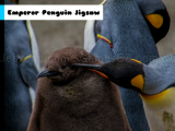 Play Emperor penguin jigsaw now