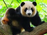 Play Cute baby panda now