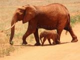 Play Animals jigsaw puzzle - elephants