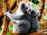 Play Cute baby koala bear now