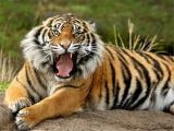 Play Animals jigsaw puzzle - tiger