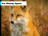 Play Fox closeup jigsaw